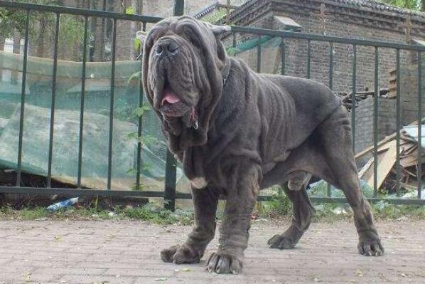 世界十大最危險猛犬，世界猛犬有哪些？